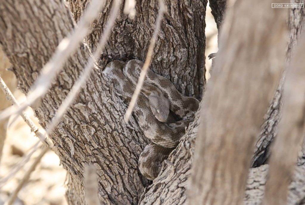 Levant engereği (Macrovipera lebetinus) — ფერადი უდაბნო — გიორგი კიკუაშვილი