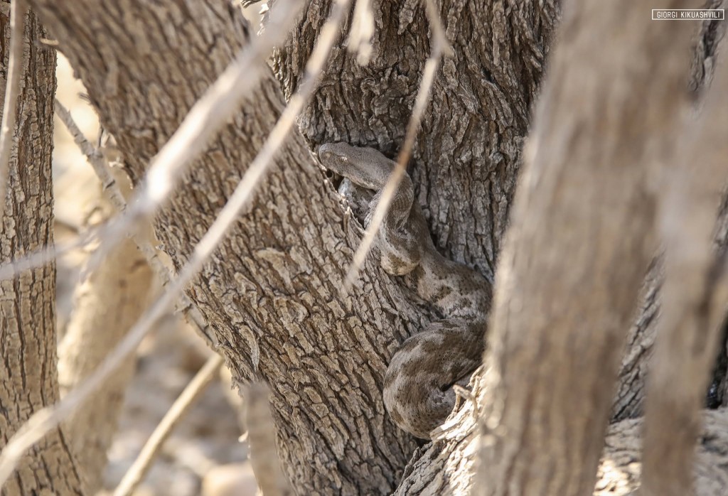 Levant engereği (Macrovipera lebetinus) — ფერადი უდაბნო — გიორგი კიკუაშვილი