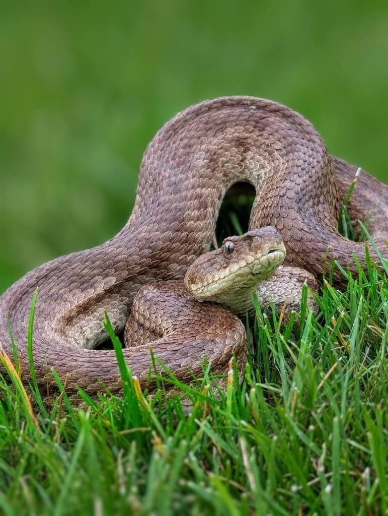 გიურზა (Macrovipera lebetinus) — ყვარელი — იოანე როსტიაშვილი