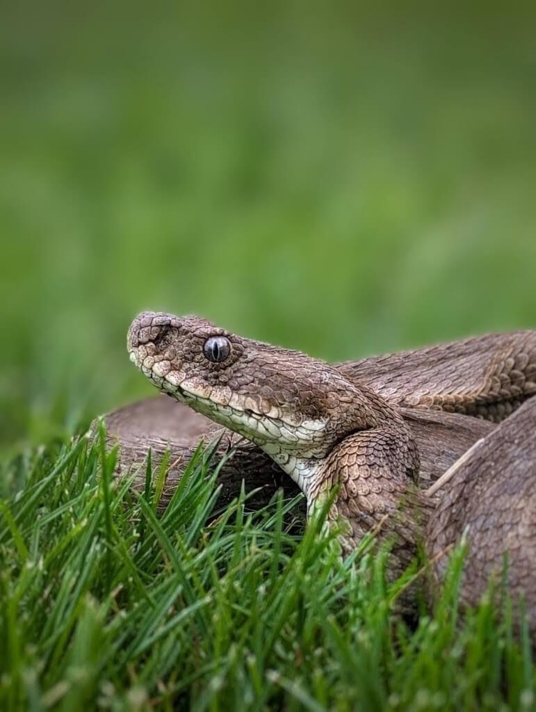 გიურზა (Macrovipera lebetinus) — ყვარელი — იოანე როსტიაშვილი