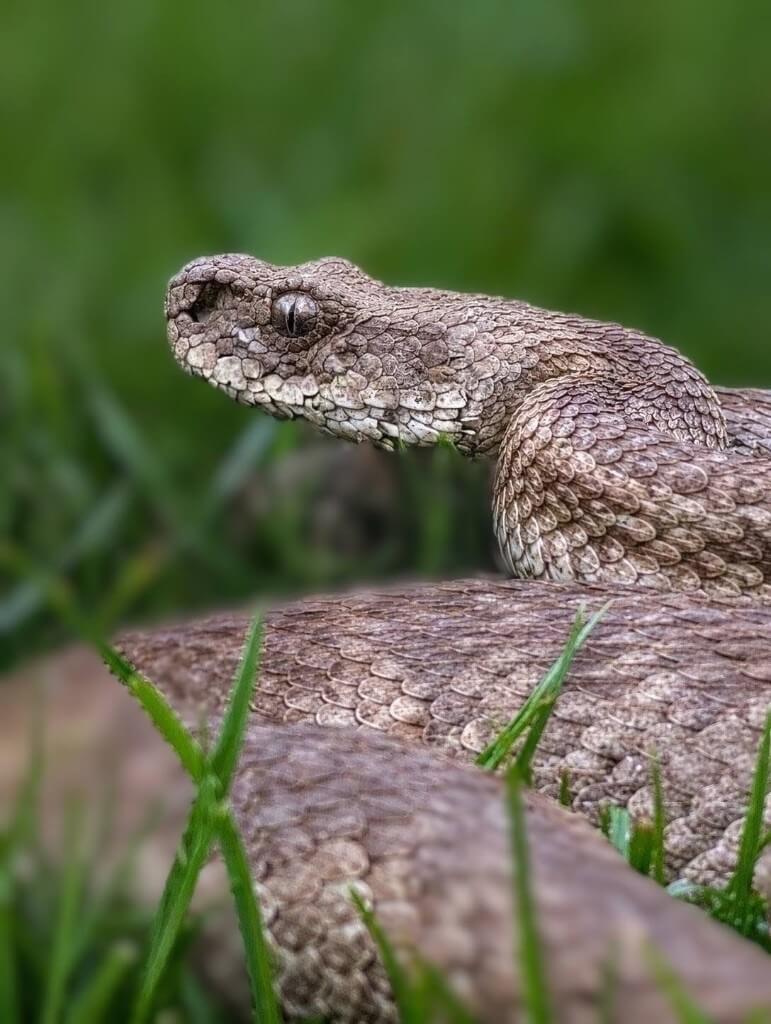 გიურზა (Macrovipera lebetinus) — ყვარელი — იოანე როსტიაშვილი
