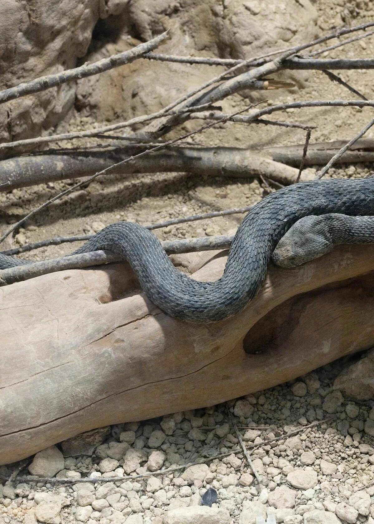 გიურზა (Macrovipera lebetinus) აღმოსავლეთ საქართველო