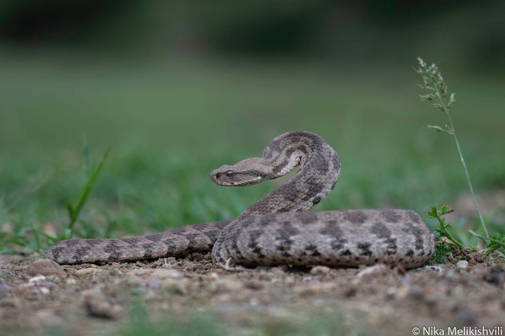 Гюрза (Macrovipera lebetinus) Восточная Грузия