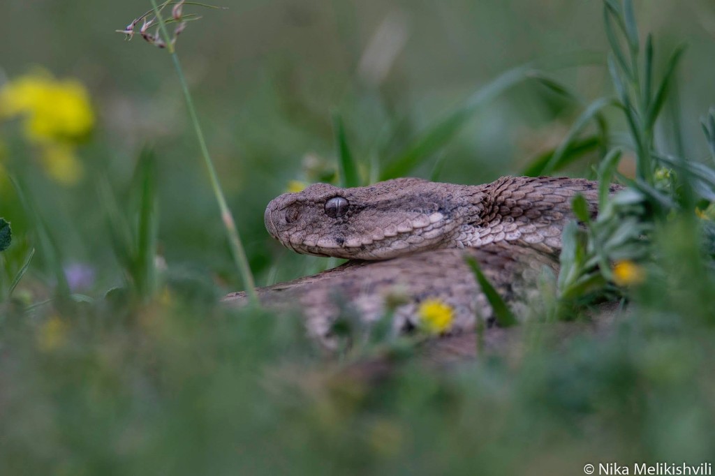 Levant engereği (Macrovipera lebetinus) — Doğu Gürcistan — ნიკა მელიქიშვილი