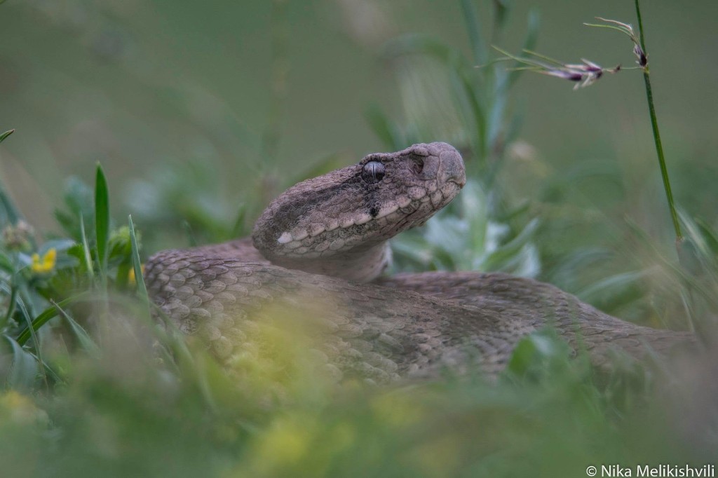 Levant engereği (Macrovipera lebetinus) — Doğu Gürcistan — ნიკა მელიქიშვილი