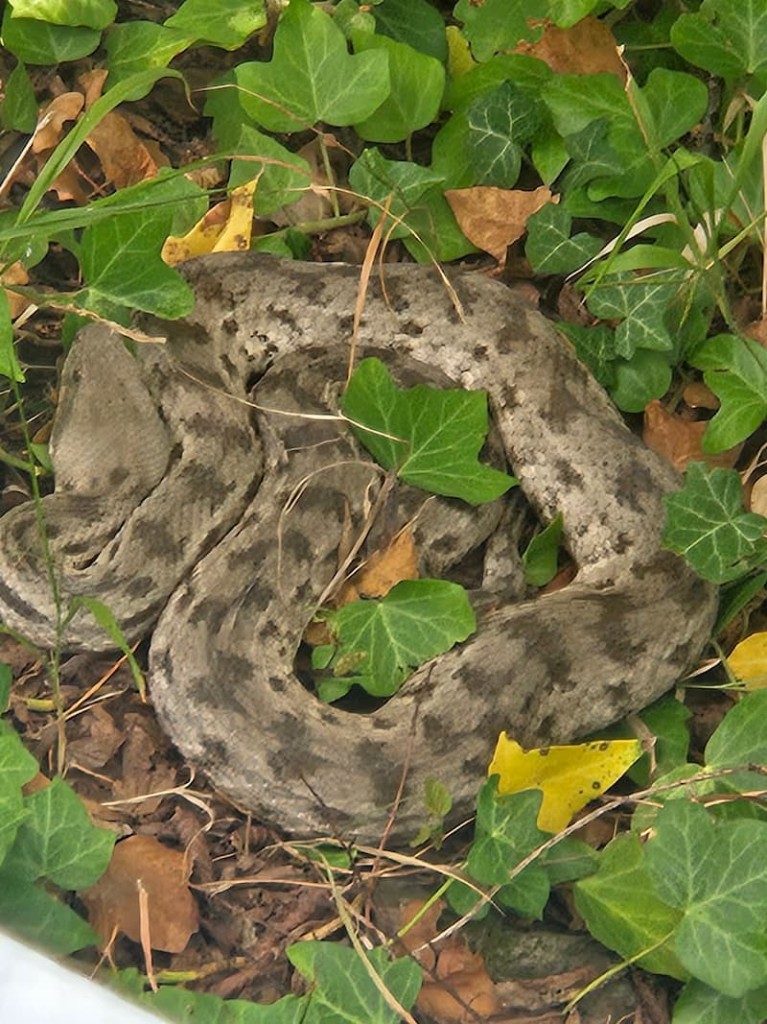 გიურზა (Macrovipera lebetinus) — ნეკრესის მონასტერი — ნინო ხვედელიძე