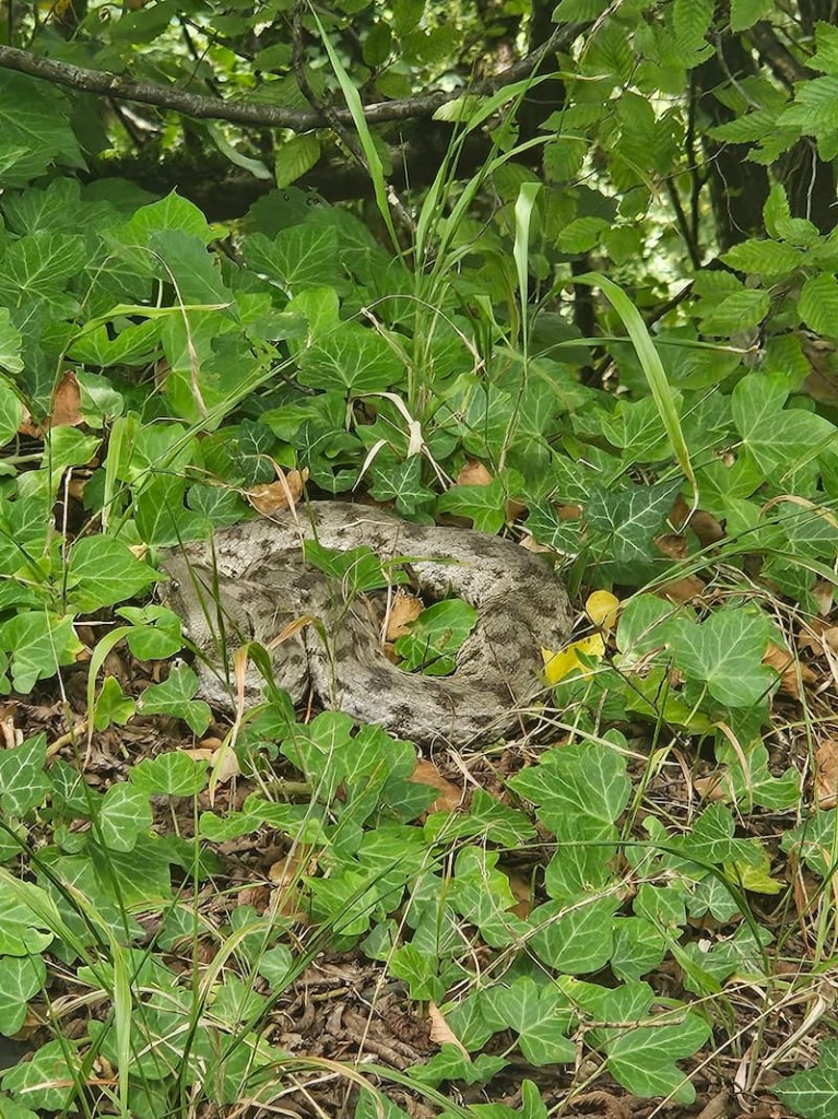 გიურზა (Macrovipera lebetinus) — ნეკრესის მონასტერი — ნინო ხვედელიძე