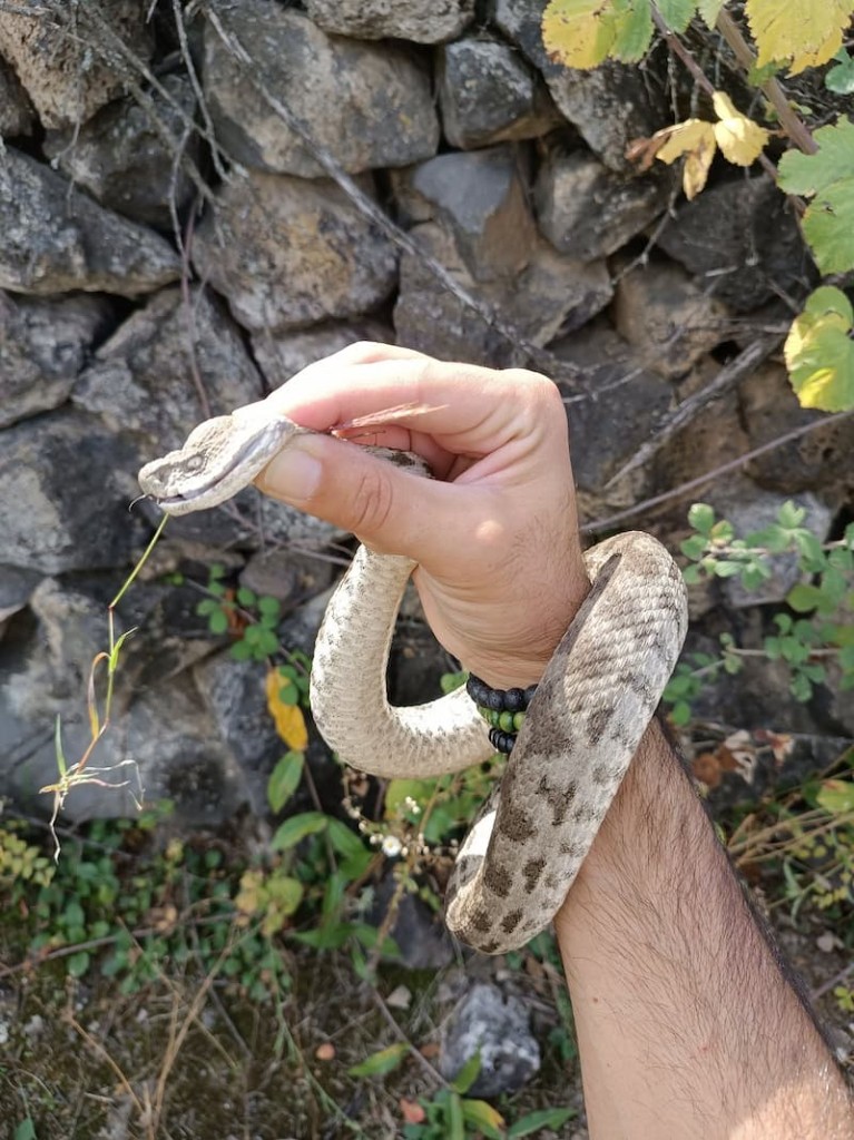 გიურზა (Macrovipera lebetinus) — აღმოსავლეთ საქართველო — შოთა ზანდუკელი