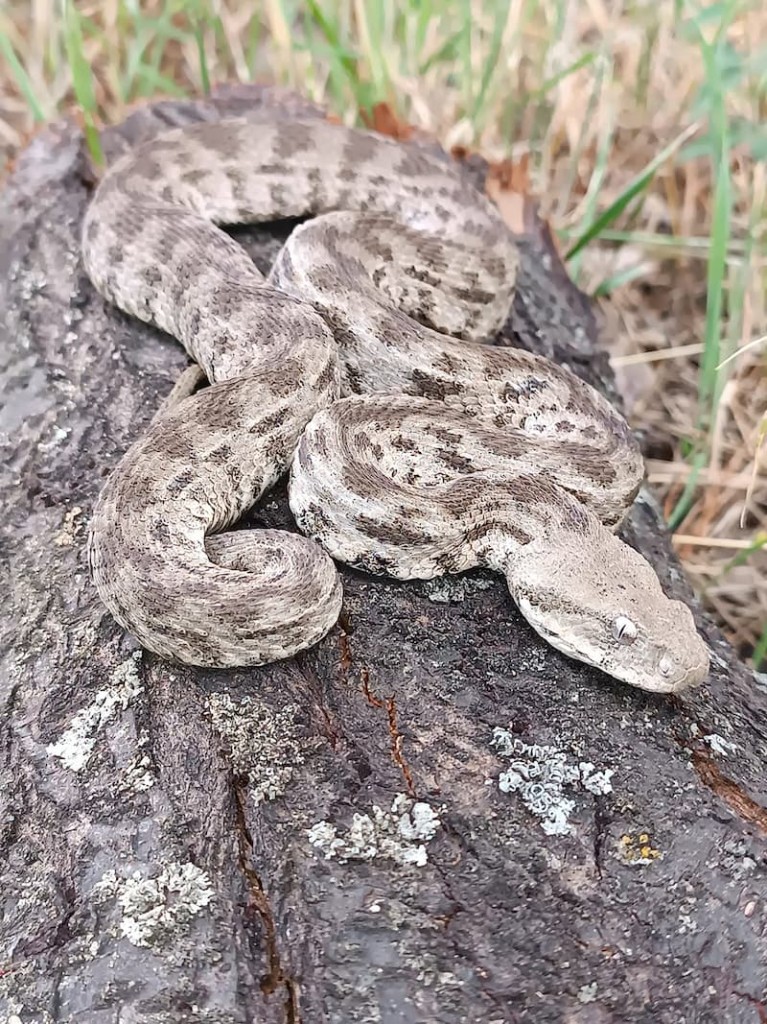 გიურზა (Macrovipera lebetinus) — აღმოსავლეთ საქართველო — შოთა ზანდუკელი