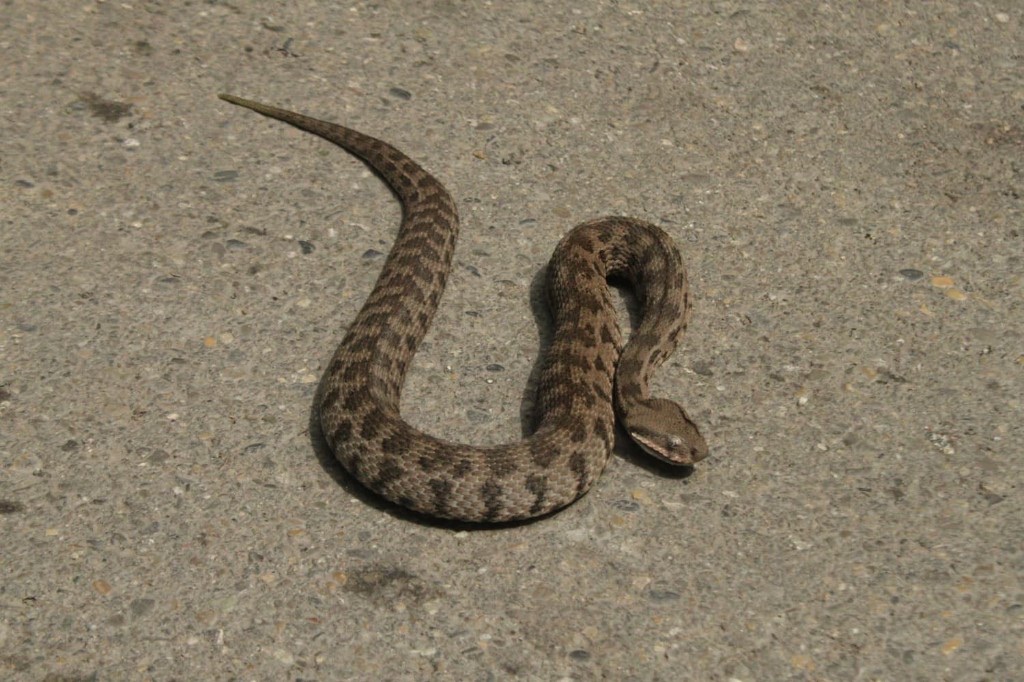 გიურზა (Macrovipera lebetinus) — აღმოსავლეთ საქართველო — ზაქრო სონგულაშვილი