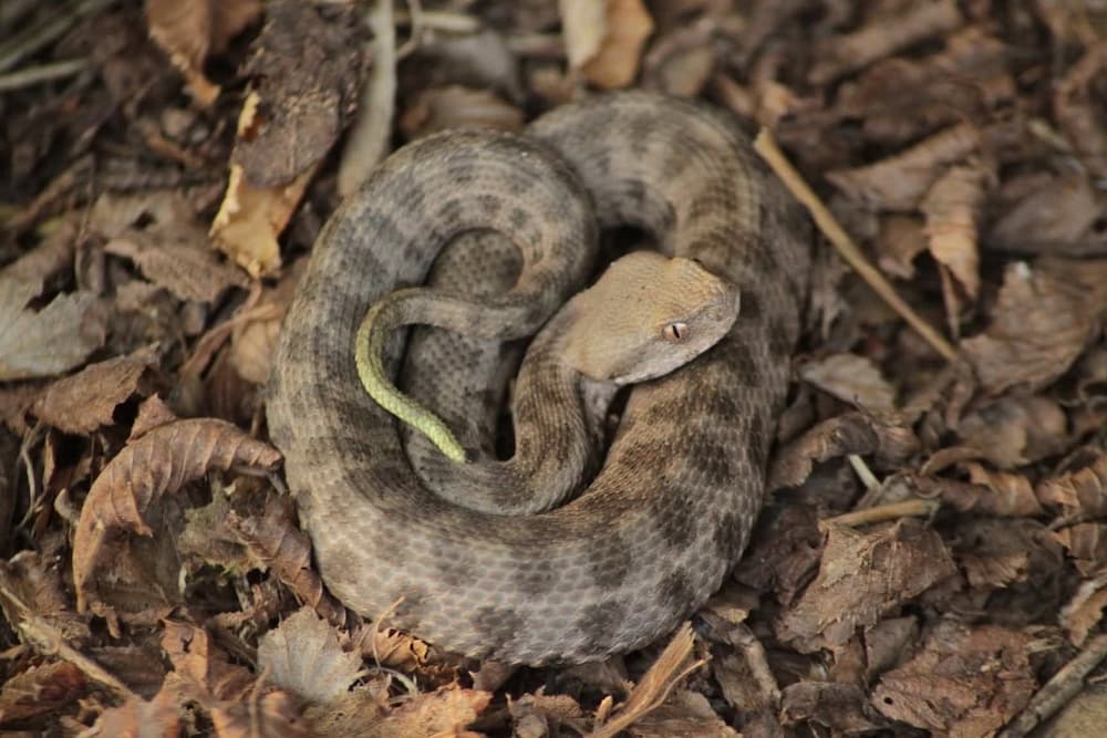 გიურზა (Macrovipera lebetinus) — აღმოსავლეთ საქართველო — ზაქრო სონგულაშვილი