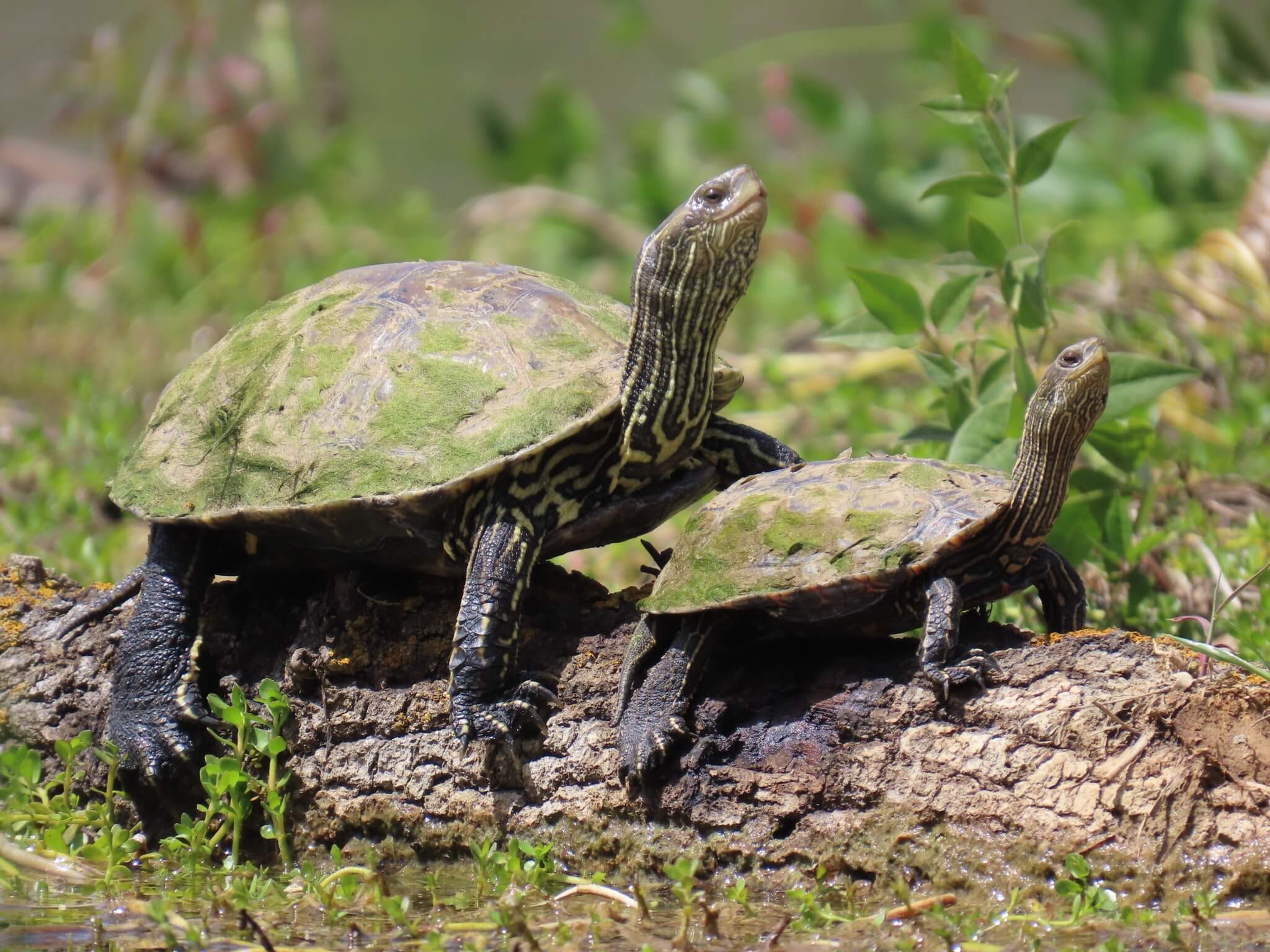Caspian Turtle (Mauremys caspica) Georgia