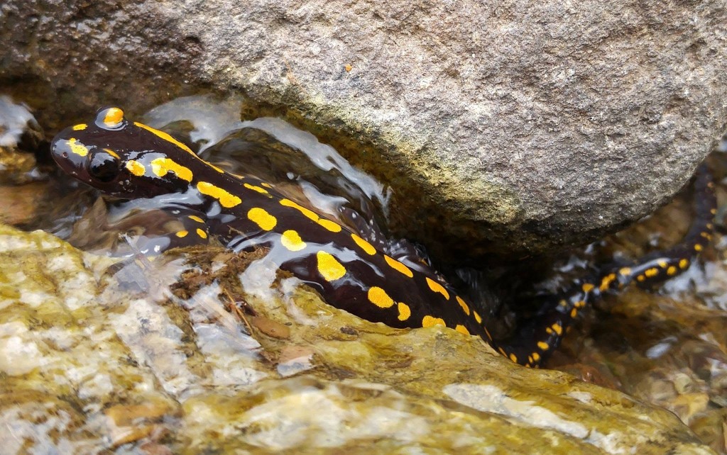Кавказская саламандра (Mertensiella caucasica) — западный Малый Кавказ — გიორგი იანქოშვილი