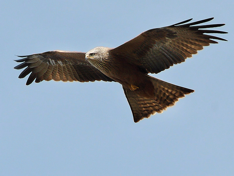 Kara çaylak (Milvus migrans) — Saksonya, Almanya — Thomas Kraft