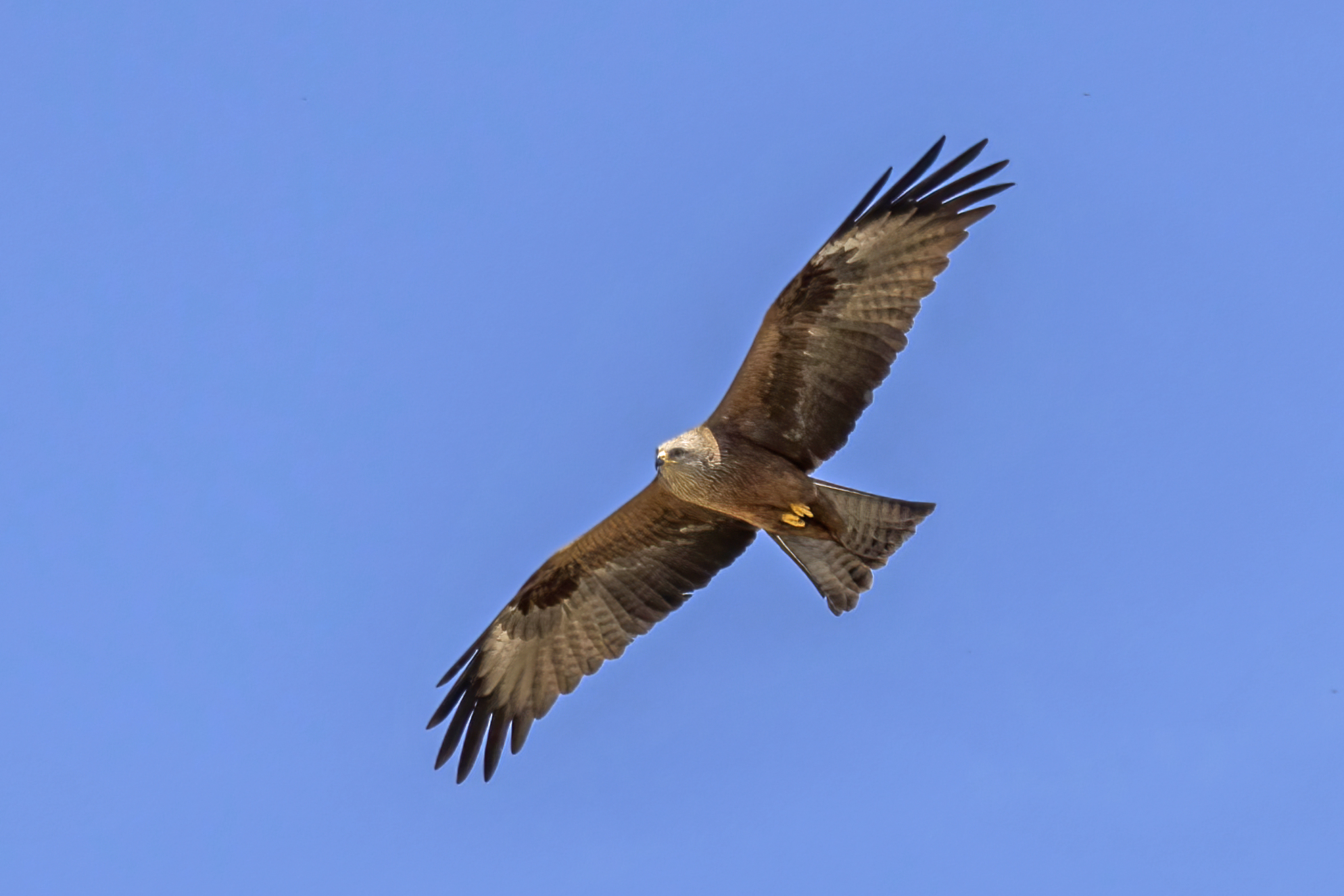 Kara çaylak (Milvus migrans) — Huelva, İspanya — Charles J. Sharp