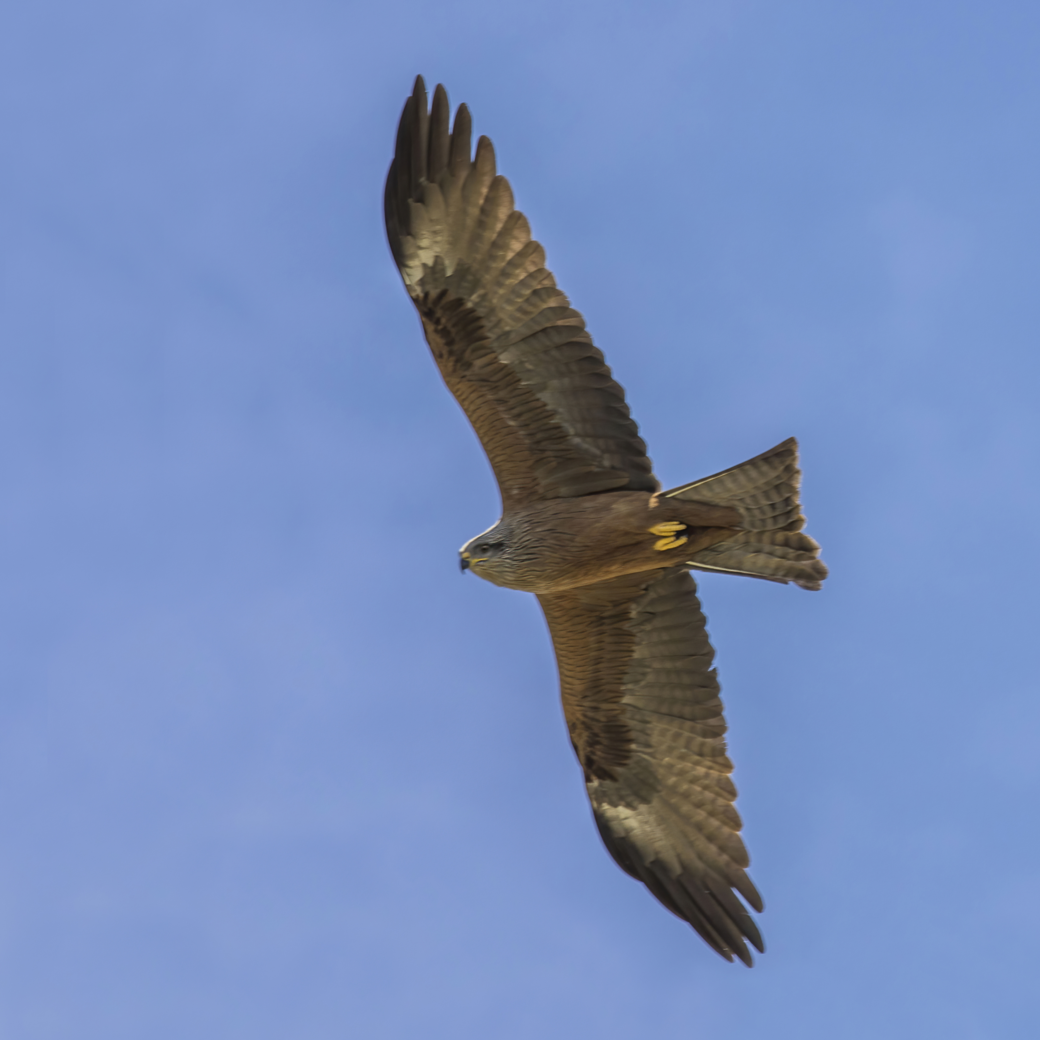 შავი ძერა (Milvus migrans) — უელვა, ესპანეთი — Charles J. Sharp