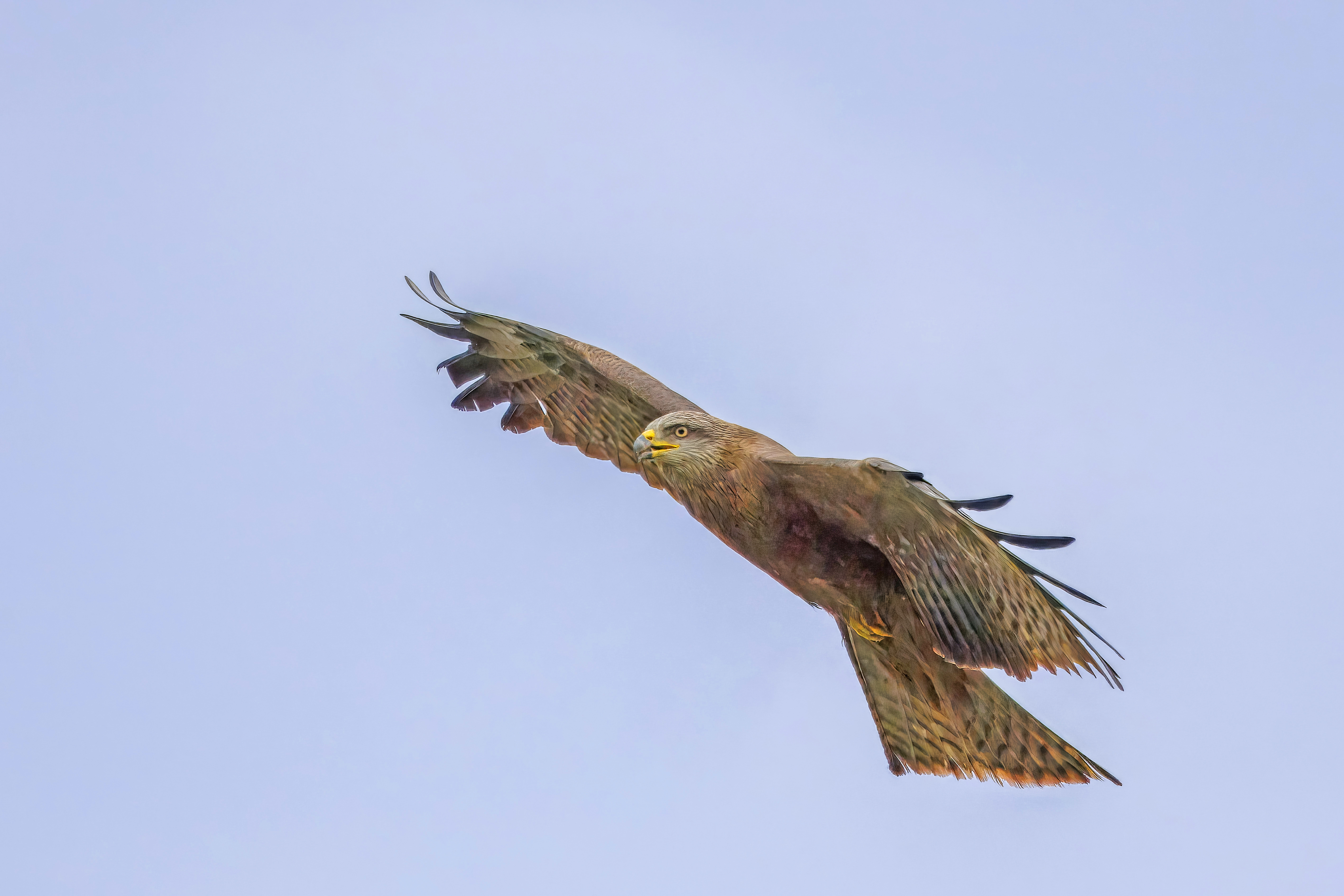 Kara çaylak (Milvus migrans) — Ruggeller Riet, Lihtenştayn — Charles J. Sharp