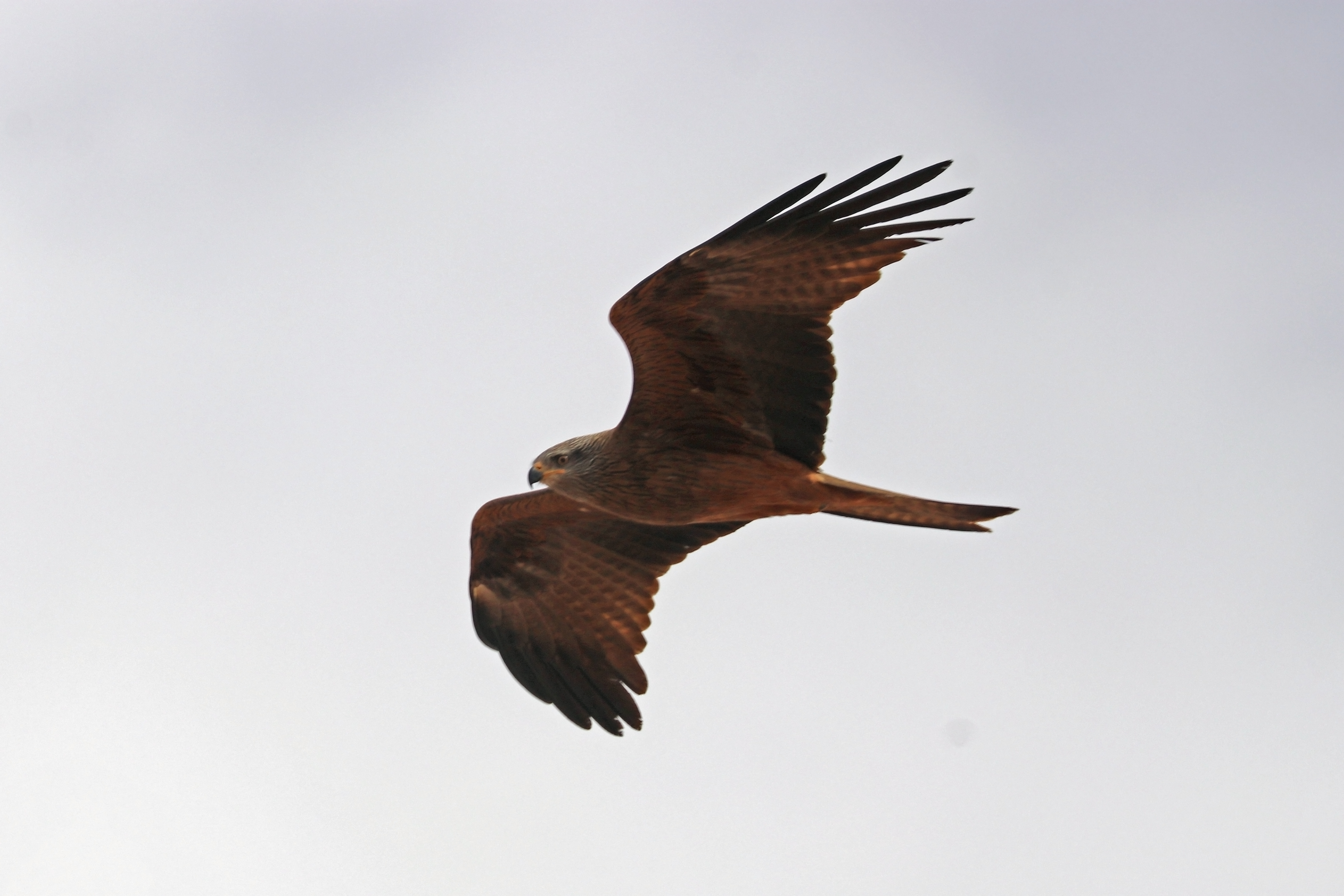 Kara çaylak (Milvus migrans) — Souss-Massa, Fas — Charles J. Sharp