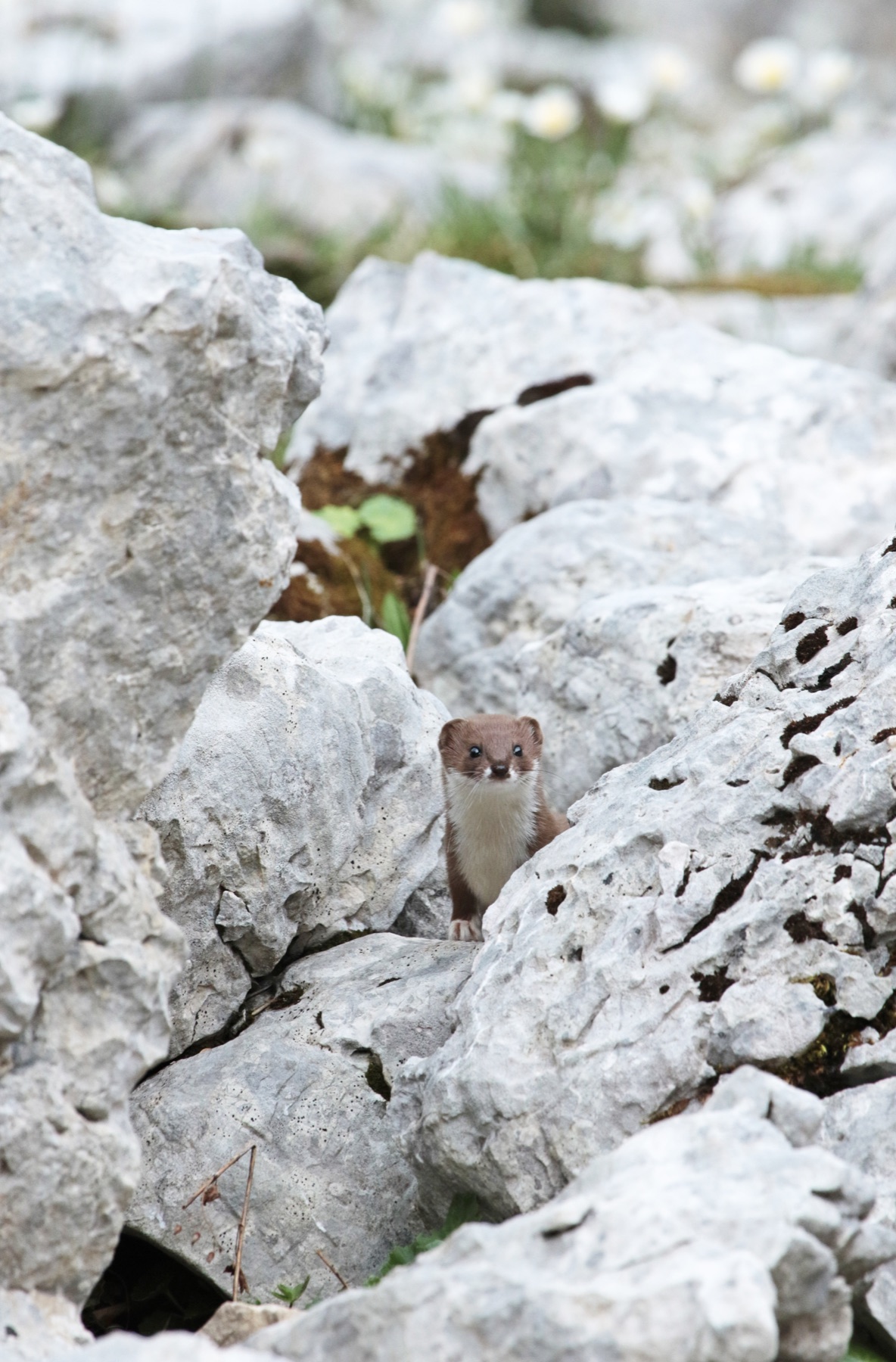 Ласка (Mustela nivalis) — ვერკორი — Jean Andrieux