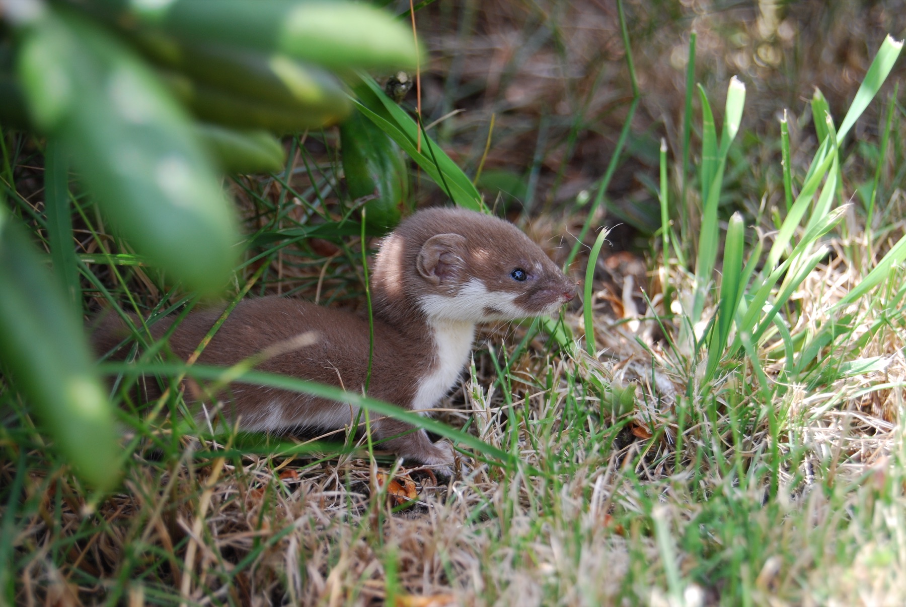 Ласка (Mustela nivalis) — სამხრეთ ბოჰემია — Richenza