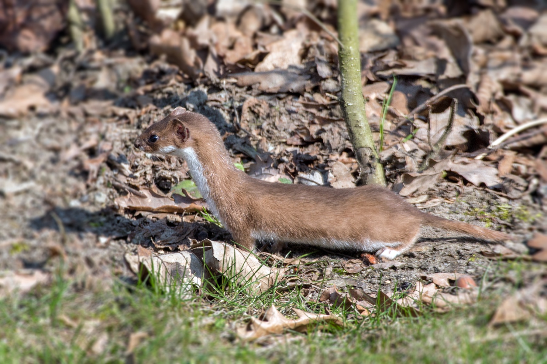 Ласка (Mustela nivalis) — ლოძი — Jerzy Strzelecki