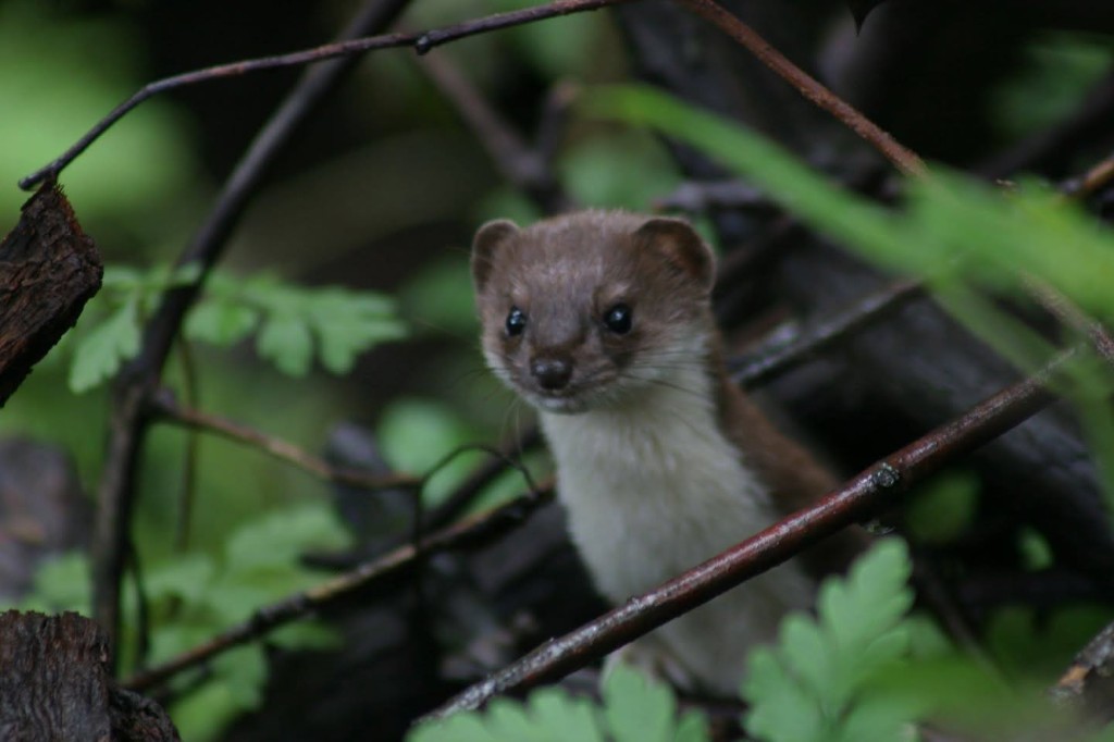 Ласка (Mustela nivalis) — ბორჯომ-ხარაგაულის ეროვნული პარკი — ზაური ხაჩიძე