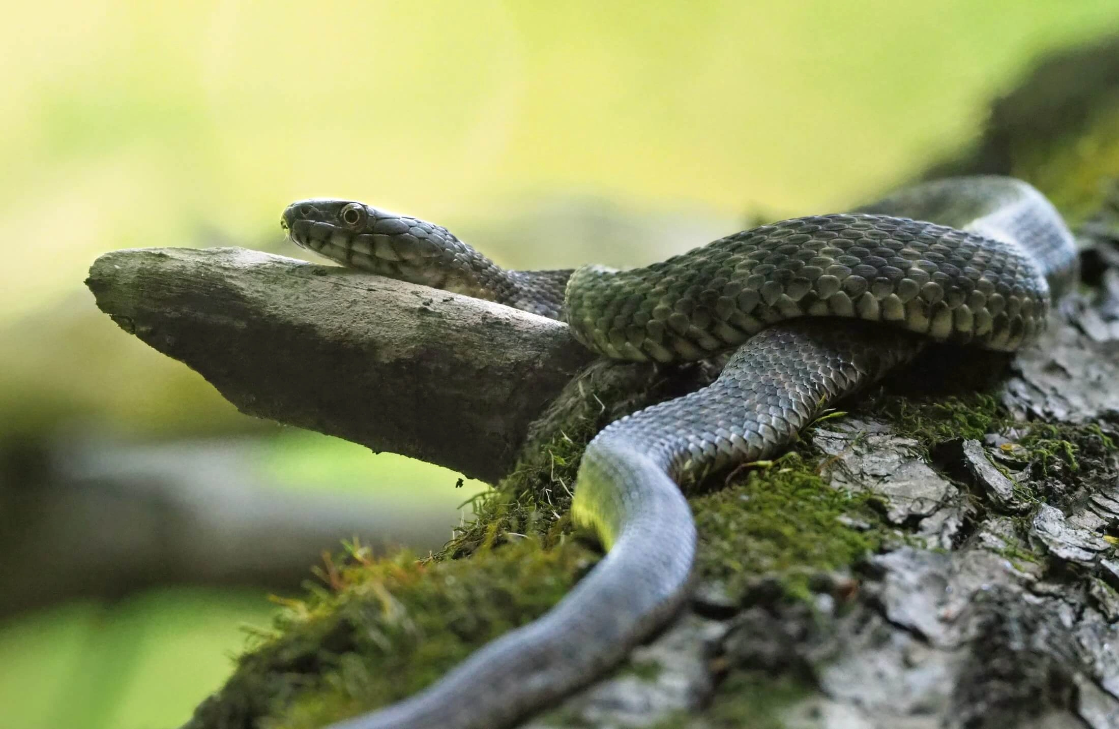 წყლის ანკარა (Natrix tessellata) — საქართველო — წყალთან