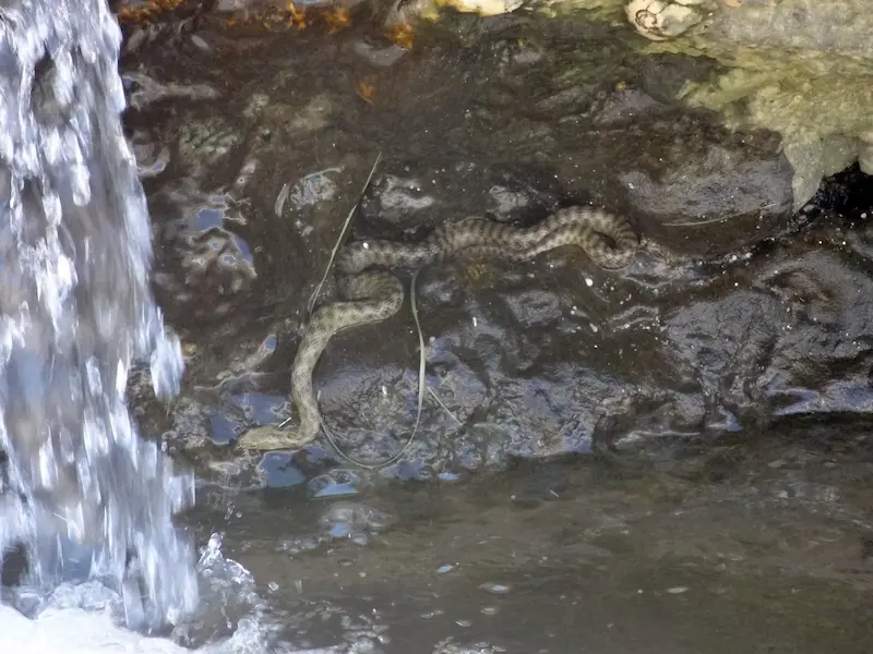 წყლის ანკარა (Natrix tessellata) — საქართველო — წყალთან