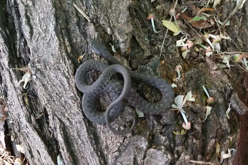 წყლის ანკარა (Natrix tessellata) — საქართველო — წყალთან