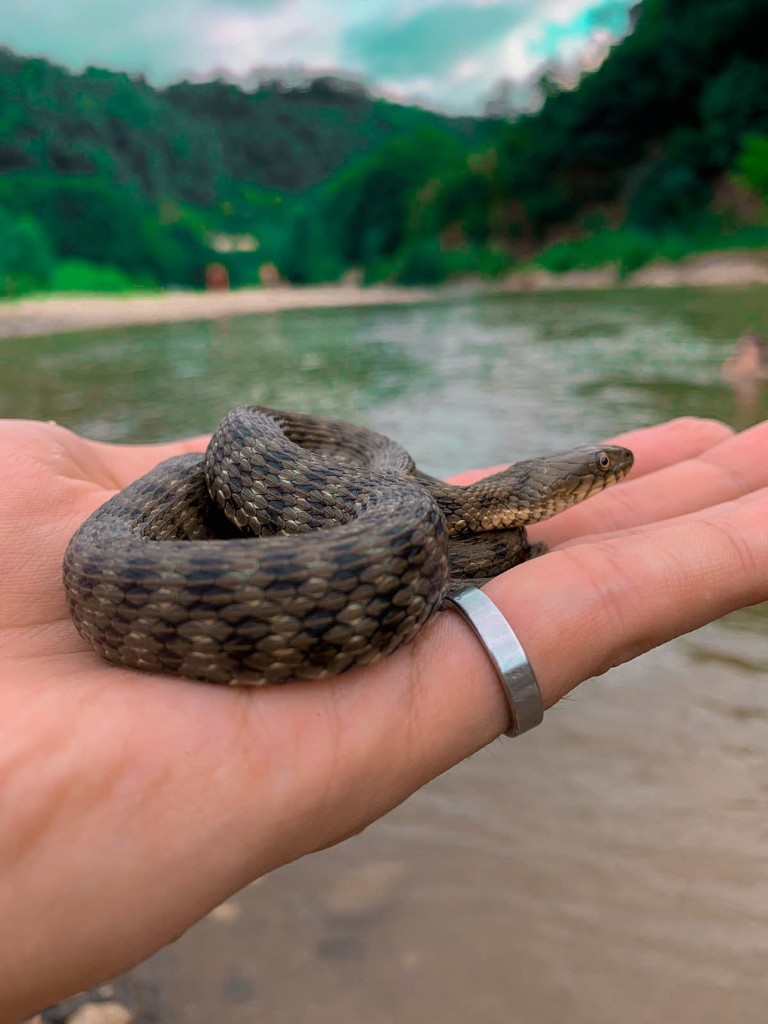 Kareli yılan (Natrix tessellata) — Gürcistan — su kenarında — ბექა ჭანკოტაძე