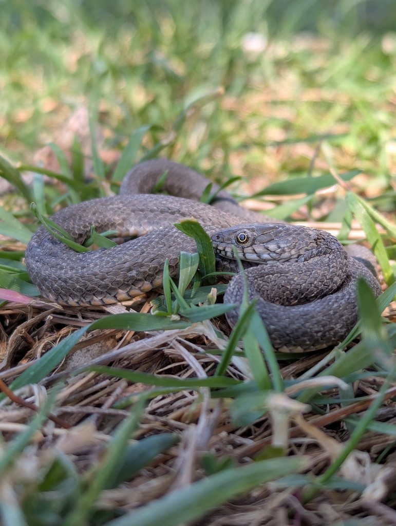 Kareli yılan (Natrix tessellata) — ლისის ტბა — იოანე როსტიაშვილი