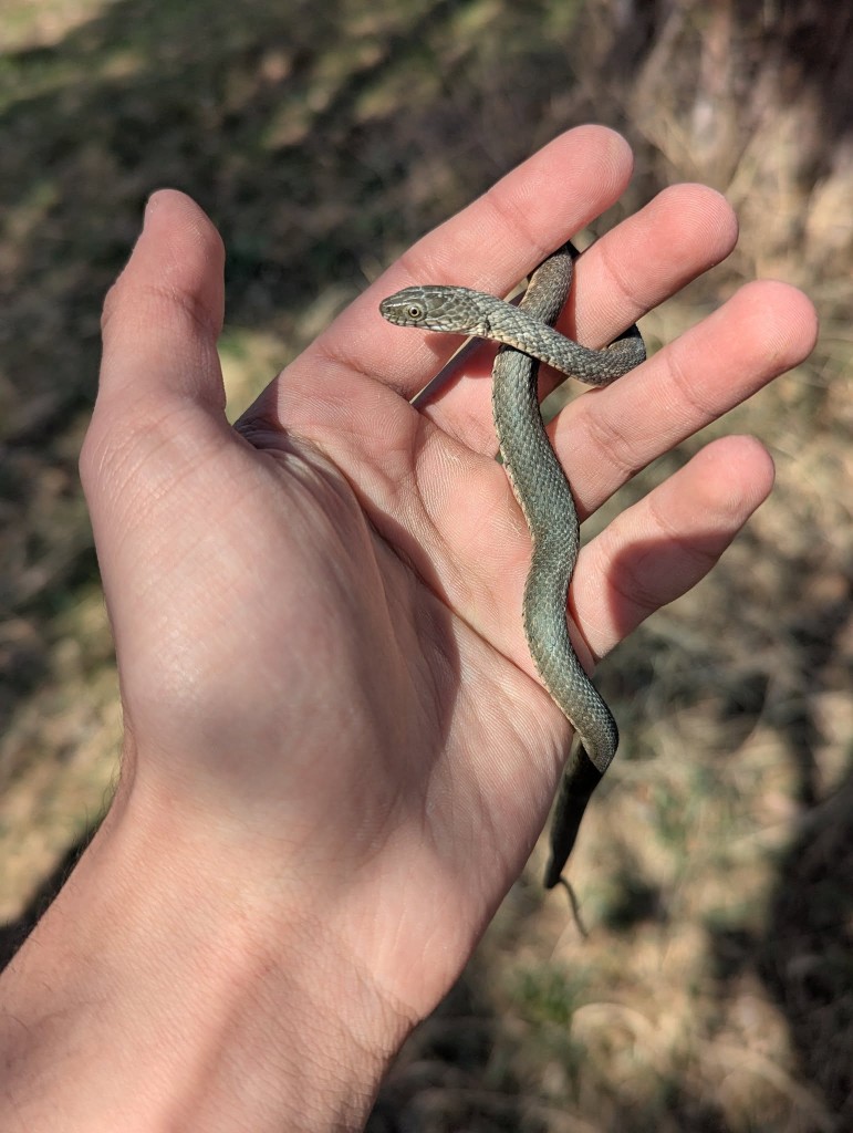 Kareli yılan (Natrix tessellata) — ლისის ტბა — იოანე როსტიაშვილი