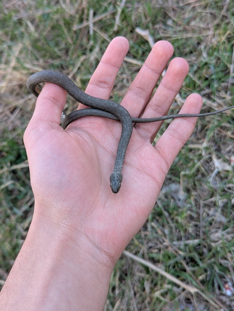Kareli yılan (Natrix tessellata) — ლისის ტბა — იოანე როსტიაშვილი