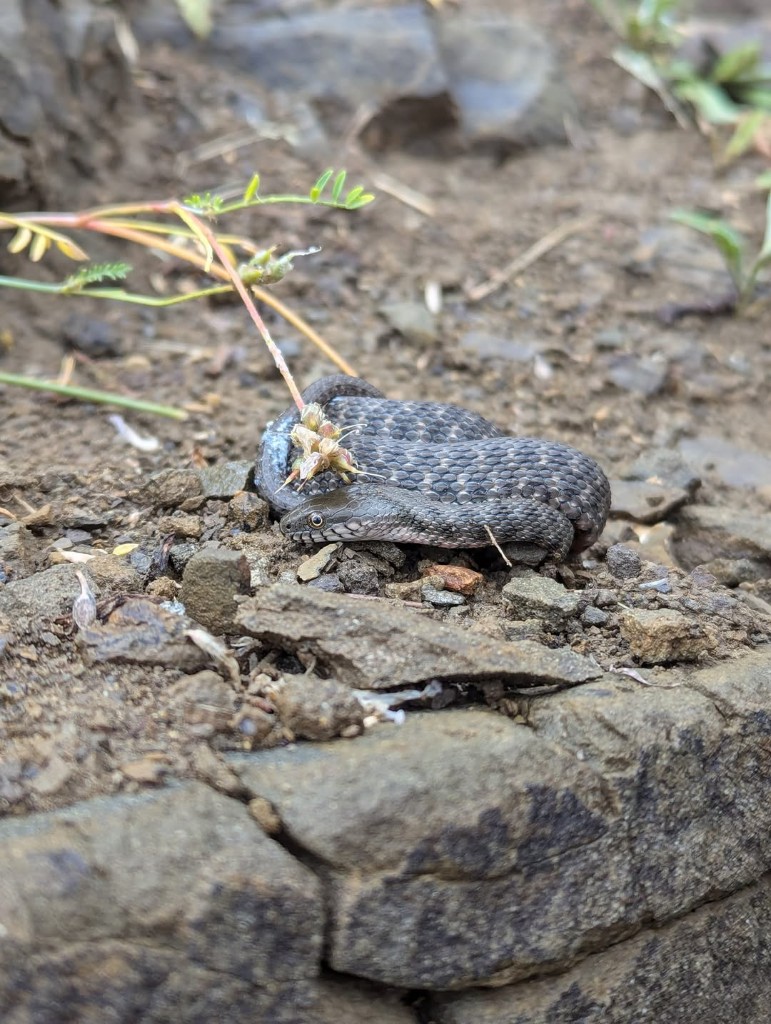 Kareli yılan (Natrix tessellata) — ლისის ტბა — იოანე როსტიაშვილი