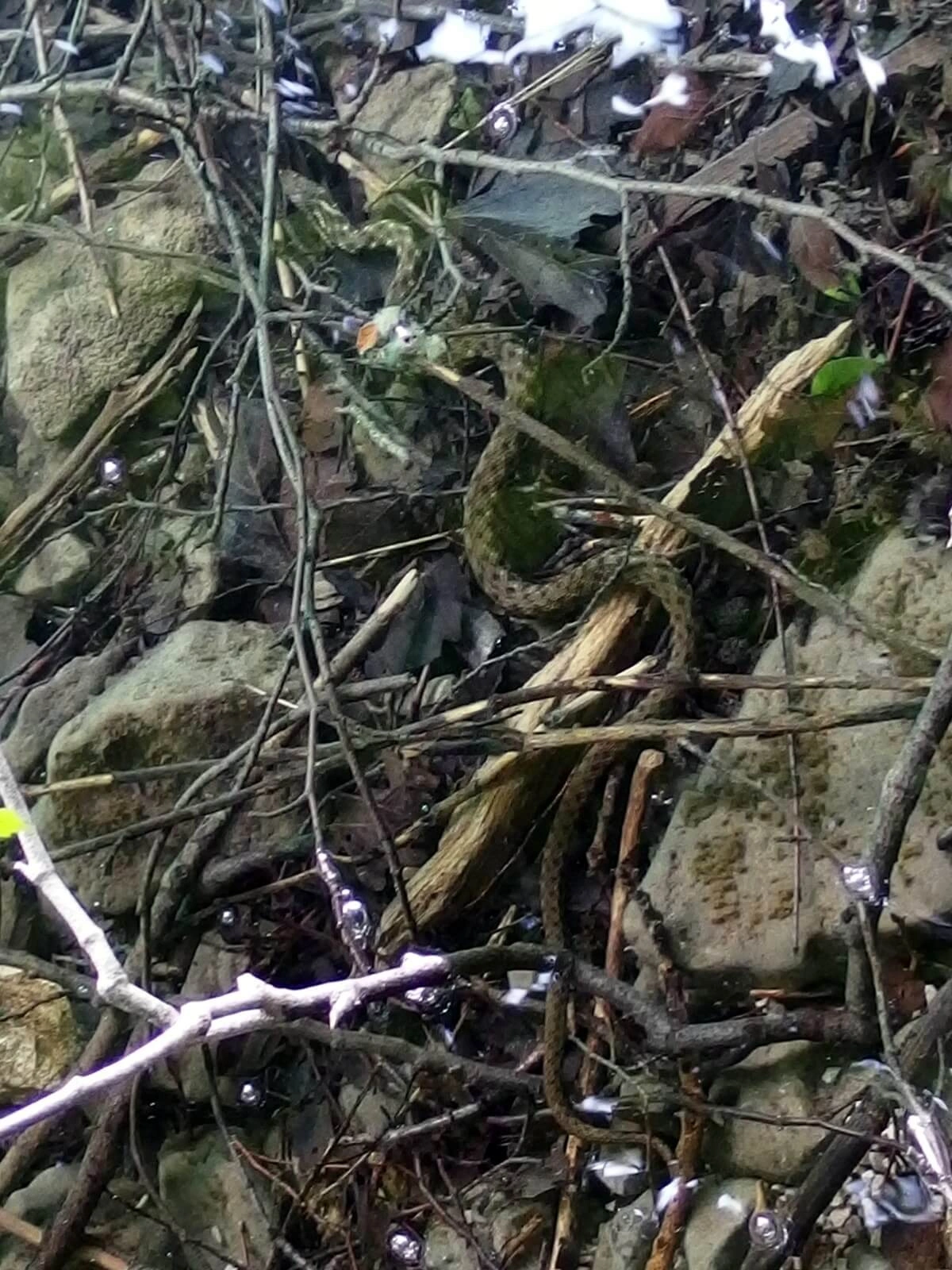 წყლის ანკარა (Natrix tessellata) საქართველო — წყალთან