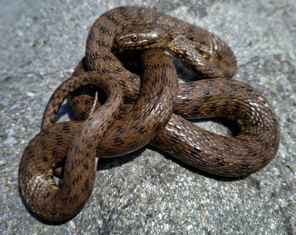 Водяной уж (Natrix tessellata) Грузия — у воды