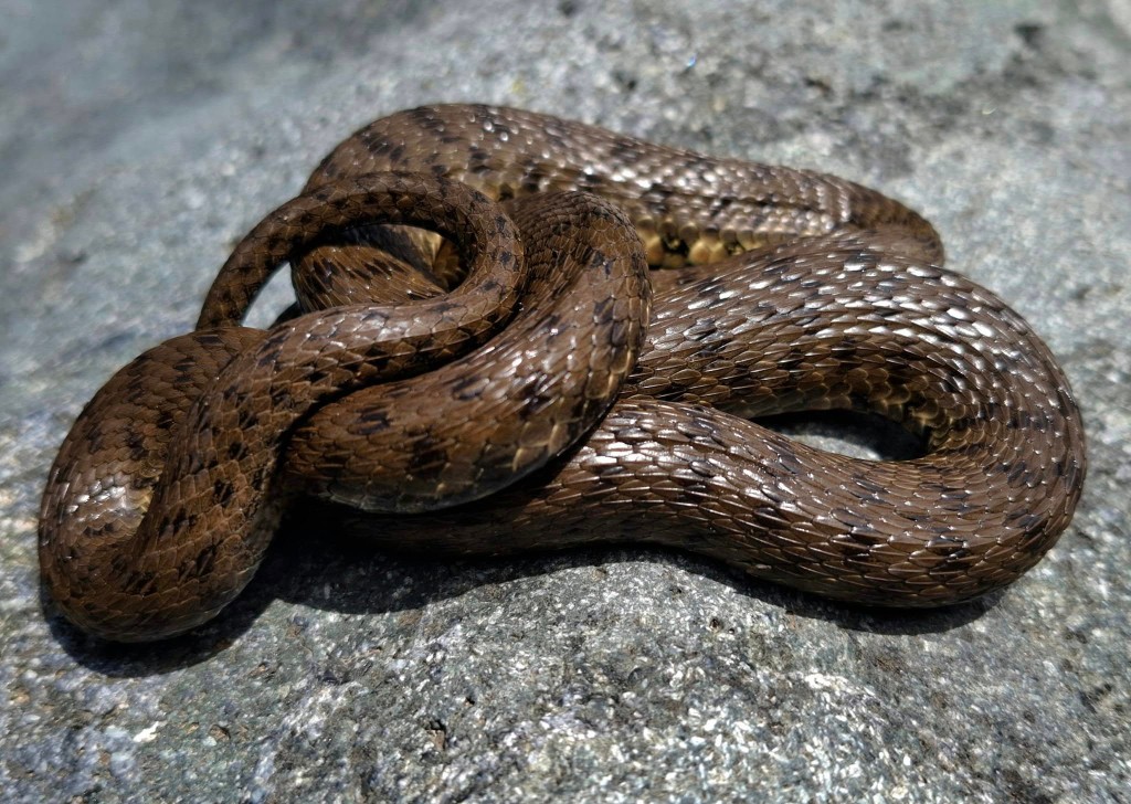 Kareli yılan (Natrix tessellata) — Gürcistan — su kenarında — სანდრო ხახვა