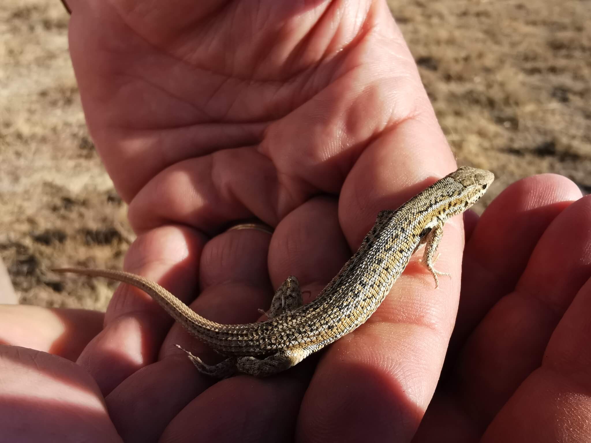 კოხტა გველთავა (Ophisops elegans) საქართველო
