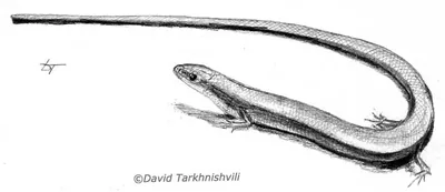 Asian Snake-Eyed Skink (Ablepharus pannonicus)