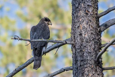 Ястреб-тетеревятник (Accipiter gentilis) — Круглогодичный резидент, мигрант и зимний гость в Грузии