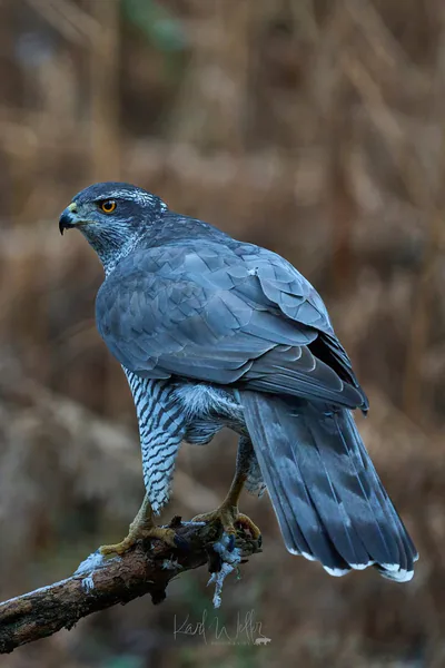 Ястреб-тетеревятник (Accipiter gentilis) — Круглогодичный резидент, мигрант и зимний гость в Грузии