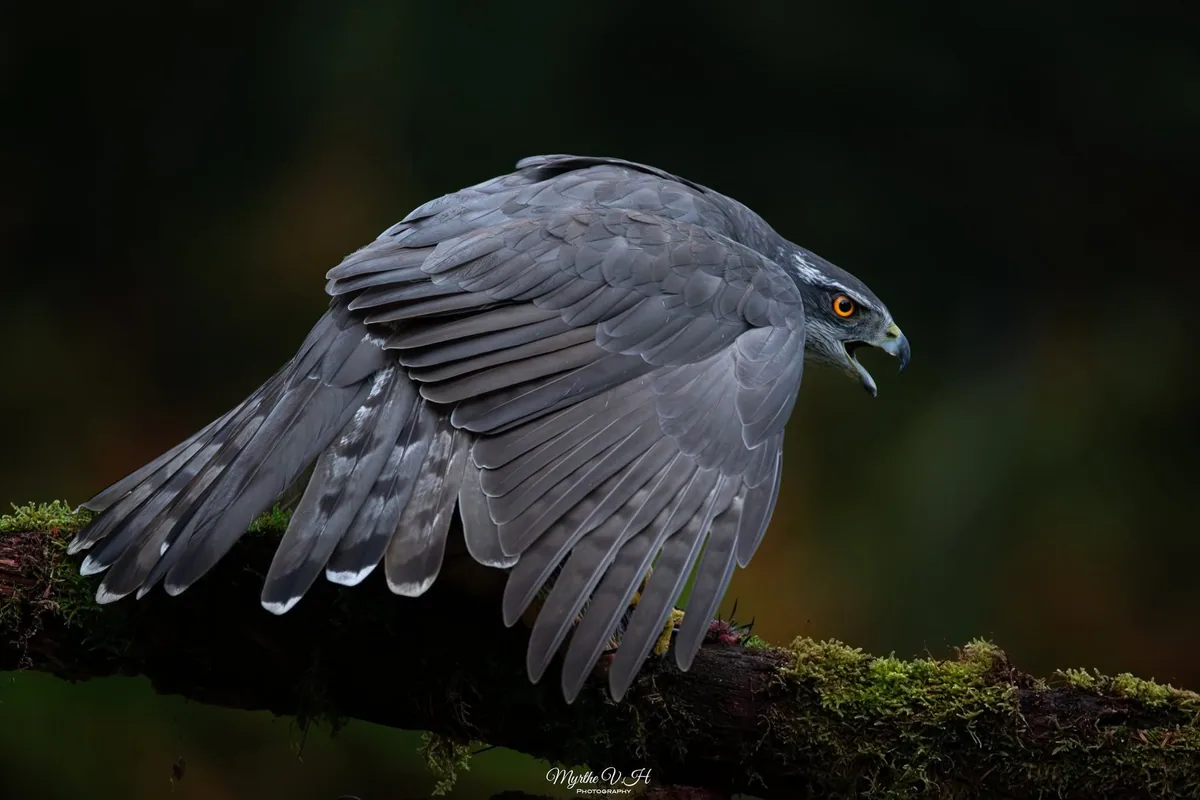ქორი (Accipiter gentilis)