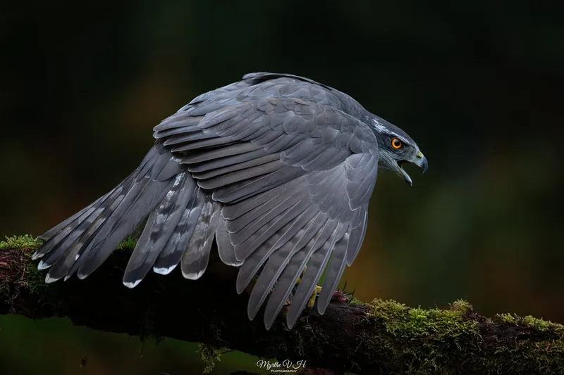Ястреб-тетеревятник (Accipiter gentilis) — Круглогодичный резидент, мигрант и зимний гость в Грузии