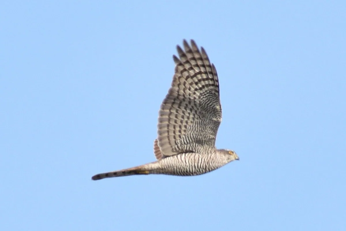 მიმინო (Accipiter nisus) — ბათუმი — Anton Chechulin