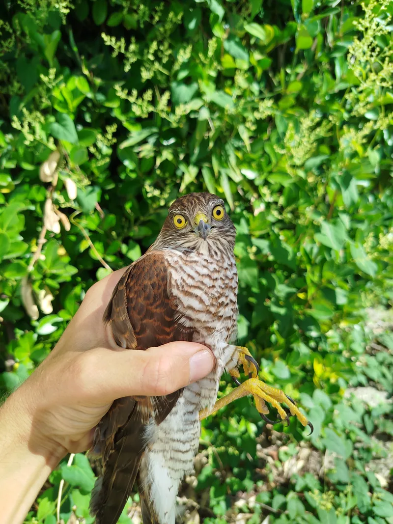 Eurasian sparrowhawk (Accipiter nisus) — Kobuleti — Arvidas M