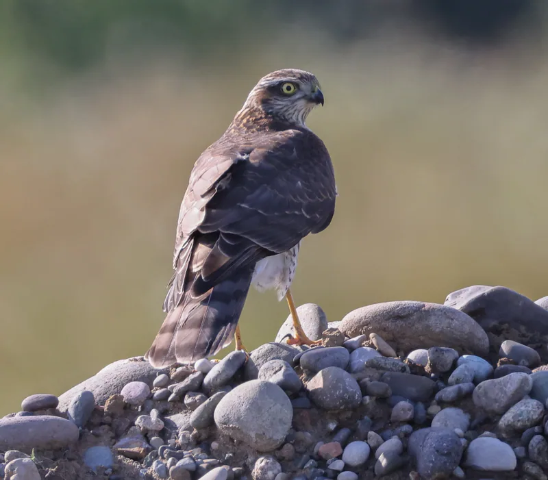 მიმინო (Accipiter nisus) — ბათუმი — David J Barton