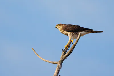 მიმინო (Accipiter nisus) — გორი