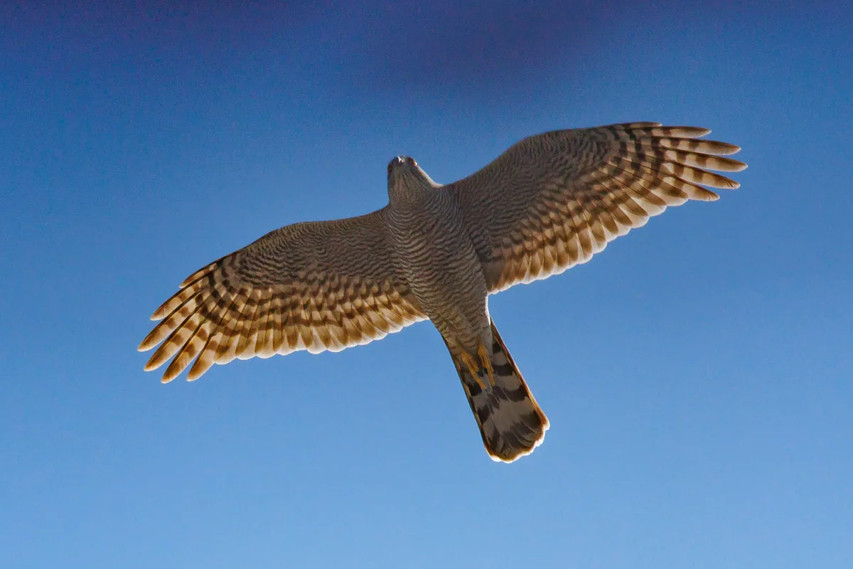 მიმინო (Accipiter nisus) — თბილისი — გიორგი ნაცვლიშვილი