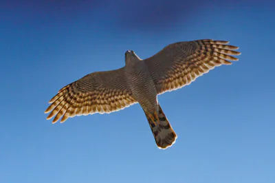 მიმინო (Accipiter nisus) — თბილისი