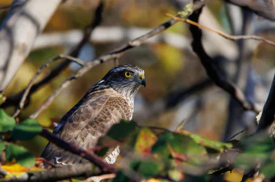 მიმინო (Accipiter nisus) — გურჯაანი — გიორგი ნაცვლიშვილი